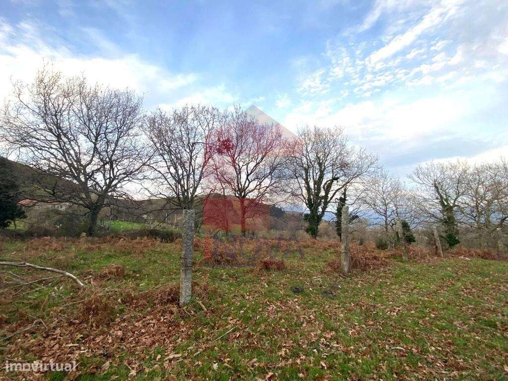 Terreno florestal, Azias - Grande imagem: 5/28