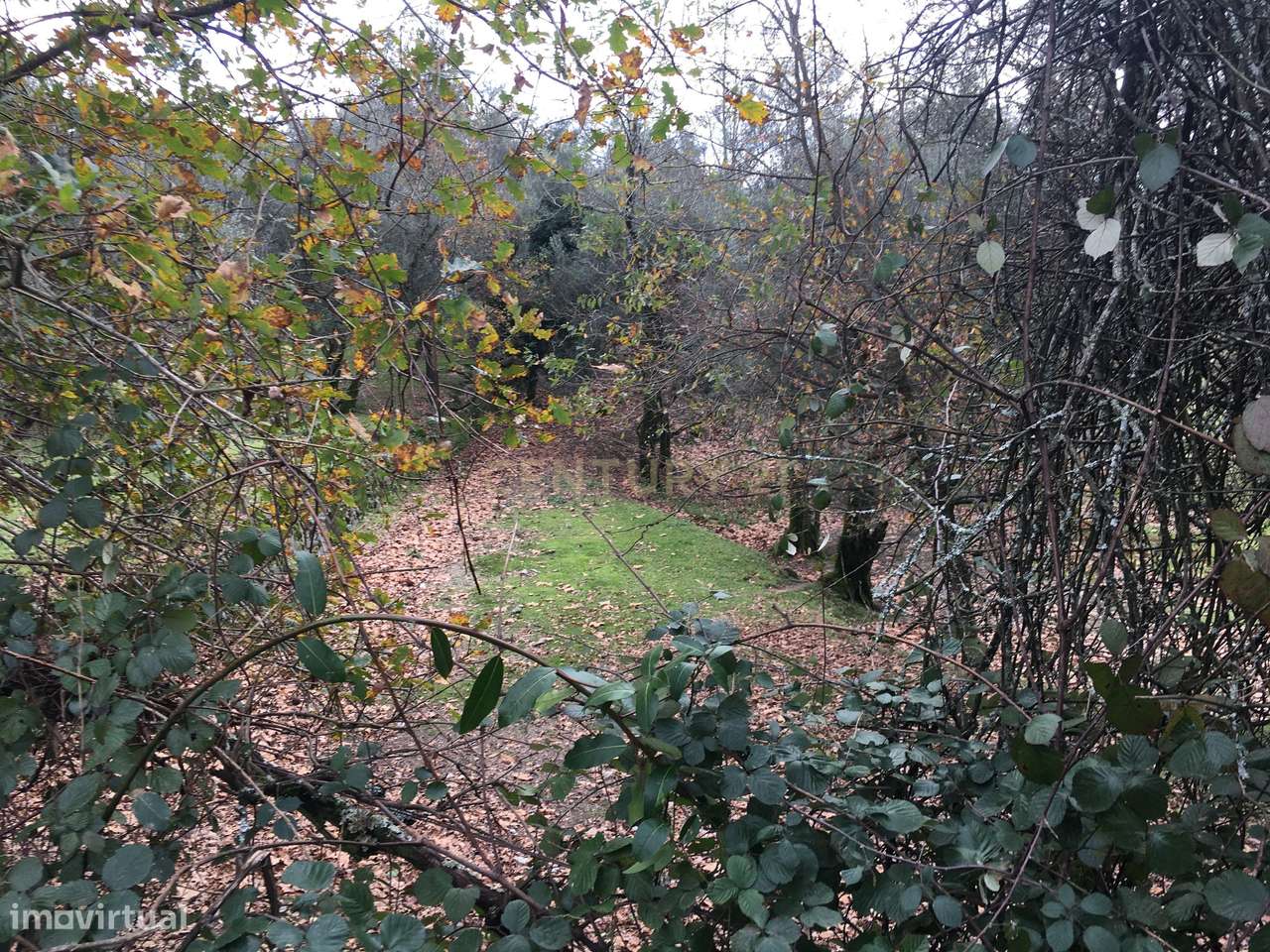 Quinta com 24.000m2 terreno no centro Vieira do Minho - Grande imagem: 5/22