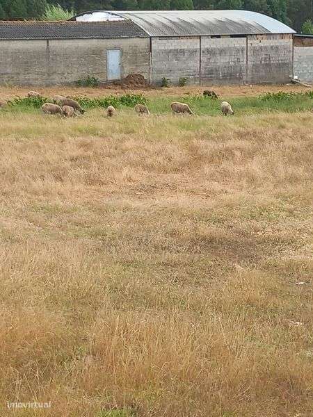 Ótimo Terreno em Cabeça Alta Montemor o velho  com 3.198,80m2 - Grande imagem: 4/8