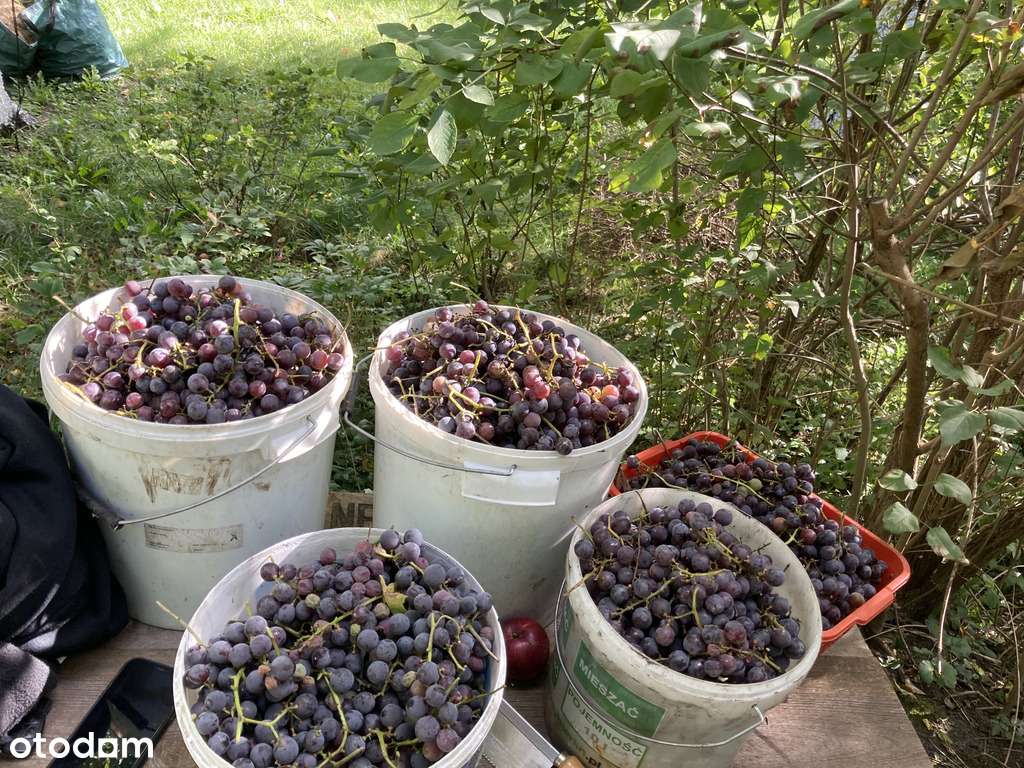 Działka ROD, Dmowskiego, przy pętli Górczyn-6