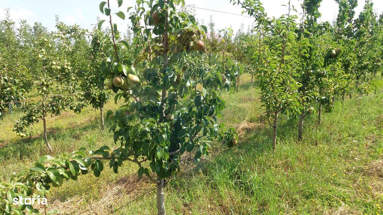 Vanzare teren Livada - Ferma Arges - Izbasesti / DN 142 langa Pitesti - Imagine principală: 3/13