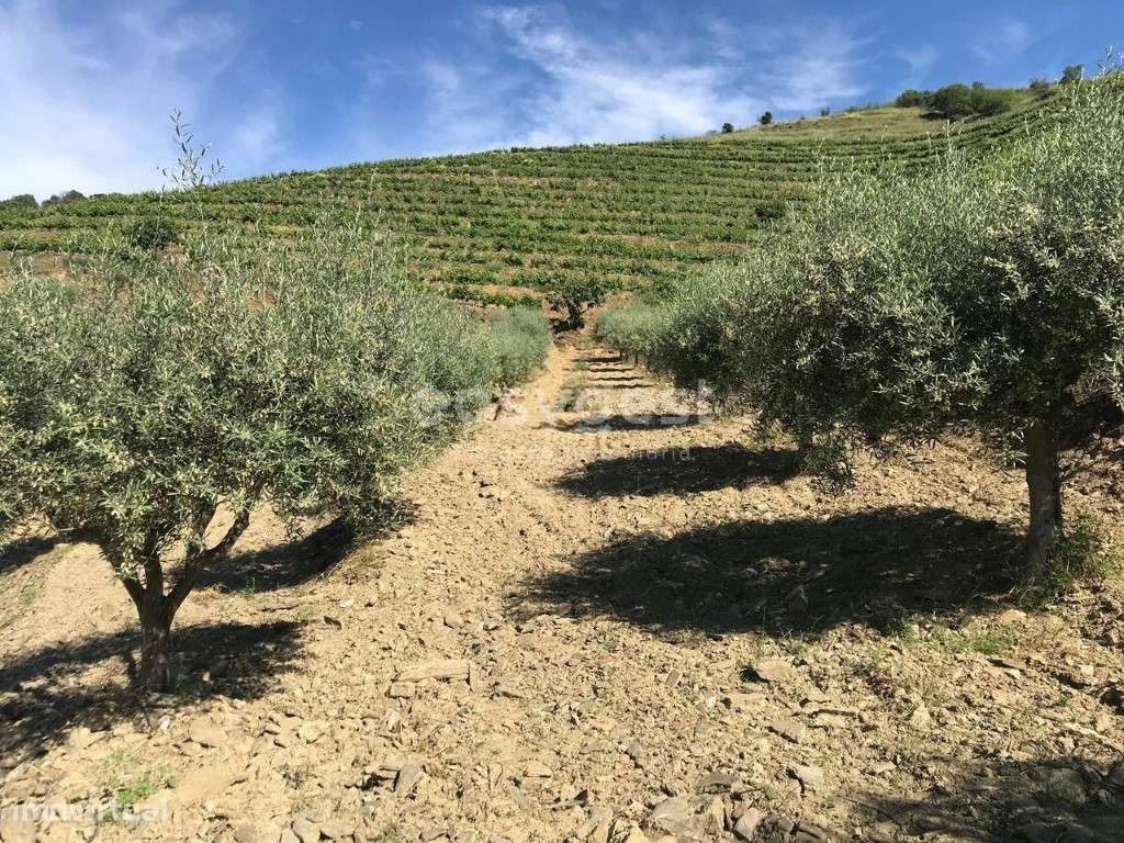 Magnifica Quinta com vinha e Olival situada em Mós Vila Nova Foz Côa - Grande imagem: 4/21
