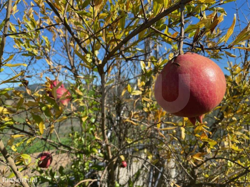 Terreno Agrícola Sustentável com Certificação Biológica em Orjais, ...-19