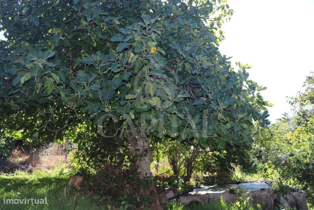 Quinta da Biquinha – O paraíso a duas horas de Lisboa - Grande imagem: 2/23