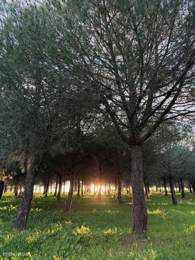MONTE ALENTEJANO NO ALANDROAL, ÉVORA-53