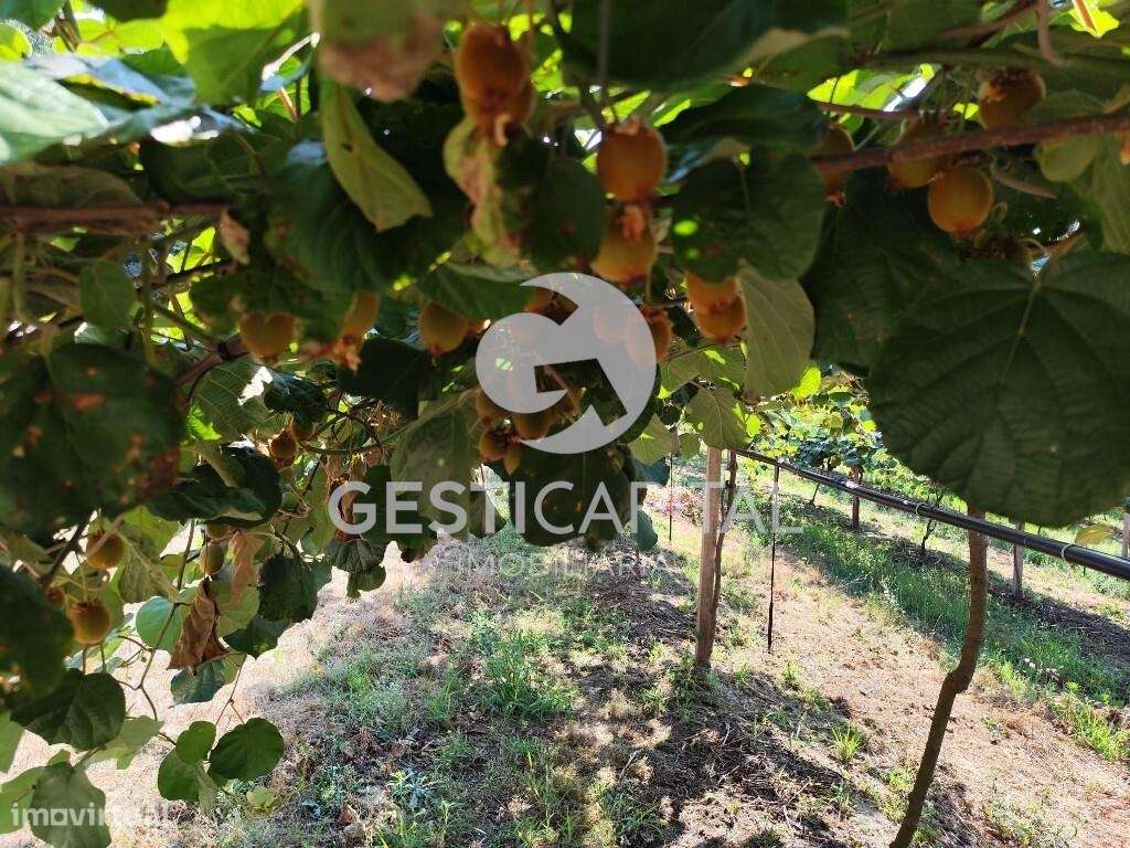 Pomar Kiwis Erica - Grande imagem: 4/6