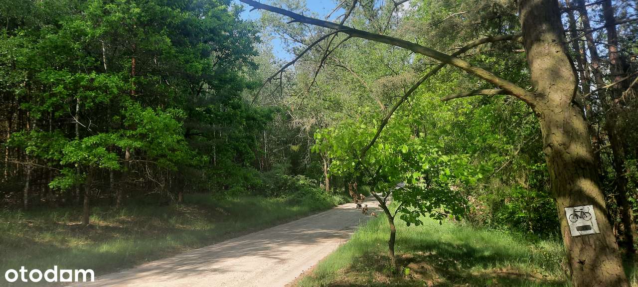 Działka SIEDLISKOWA 1MR  40km Poznań lasy jezioro blisko stadnina koni-6
