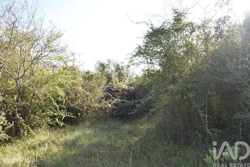Terreno Agrícola em Chãos - Grande imagem: 4/36