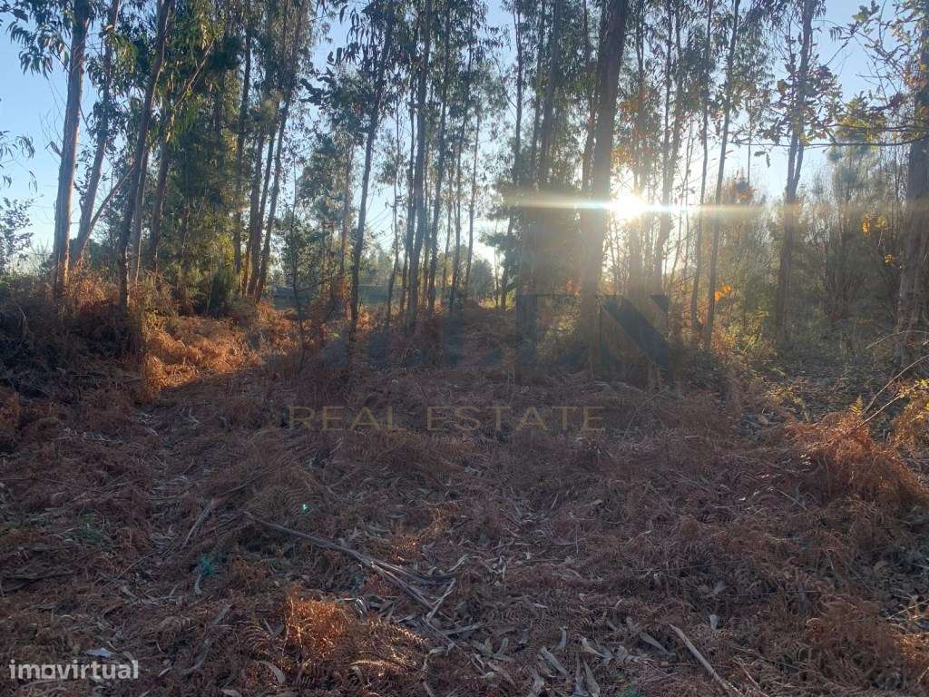 Terreno Industrial com Grande Potencial - Guidões, Trofa - Grande imagem: 5/12