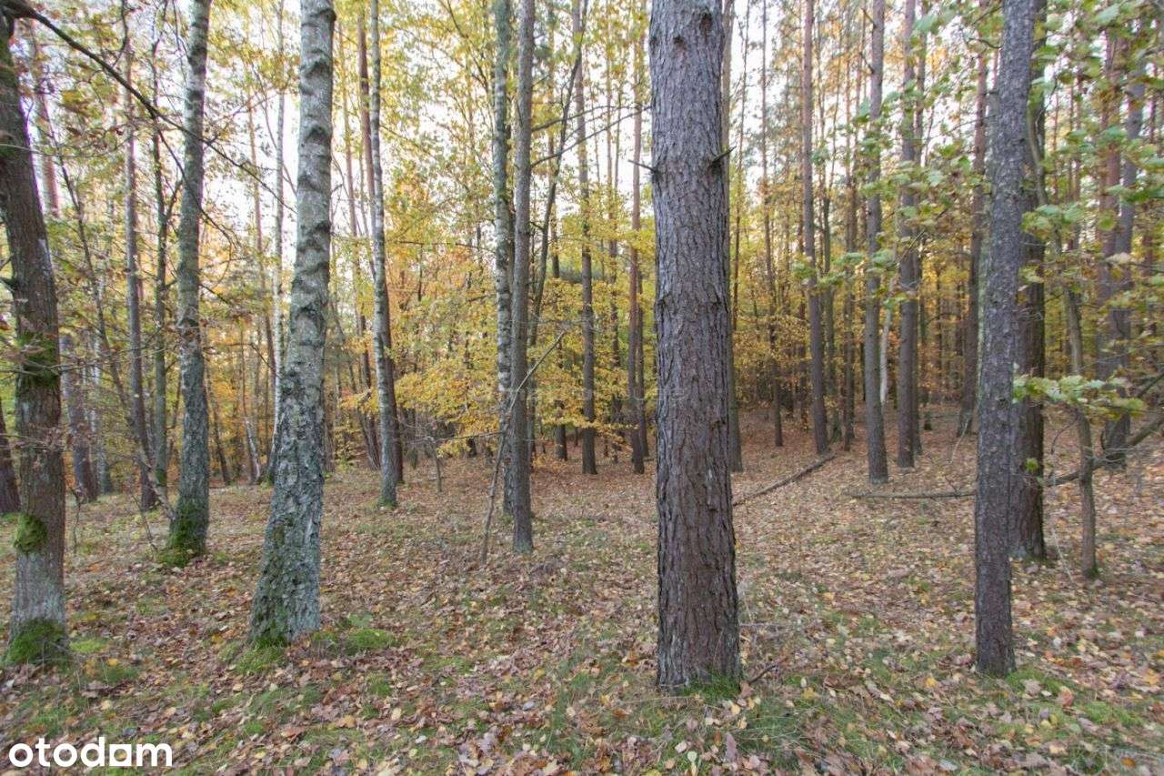 Działka Leśna - Pełny obrazek: 5/10