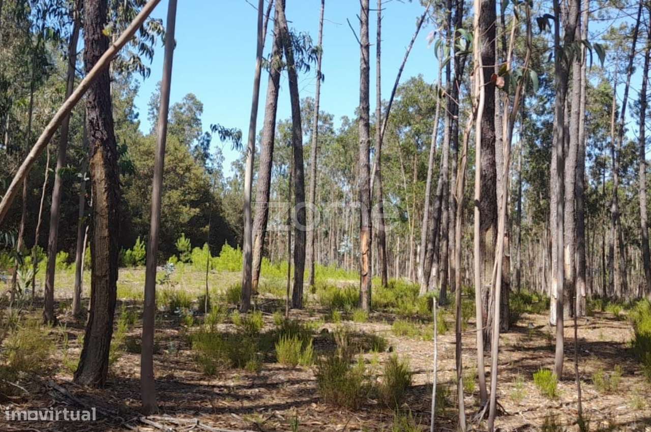 Terreno rústico - Grande imagem: 4/23