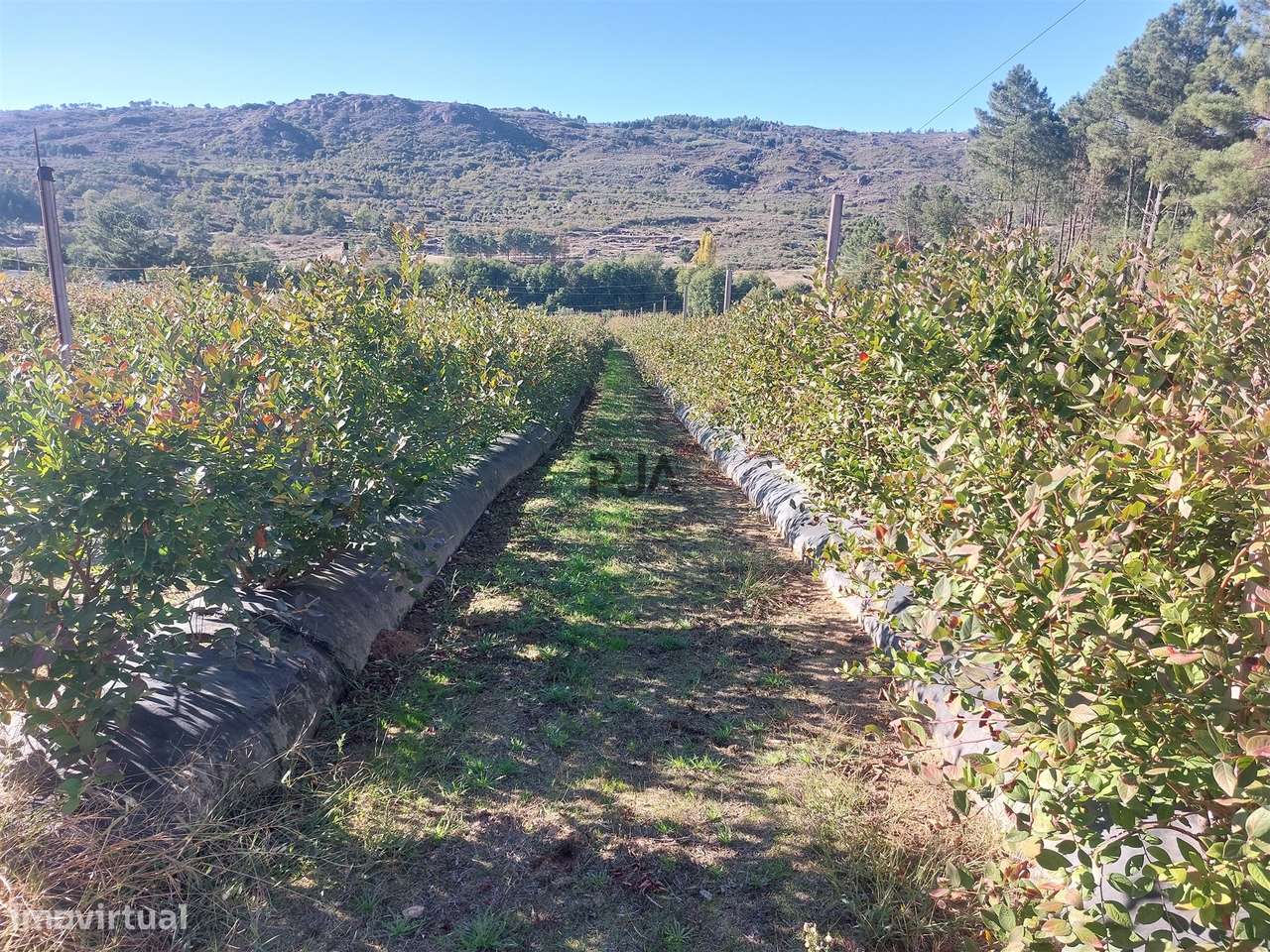 Quinta em Muxagata - Grande imagem: 5/30