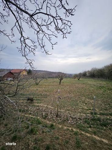 De vanzare teren intravilan, situat pe str. Piersicilor Oradea-1