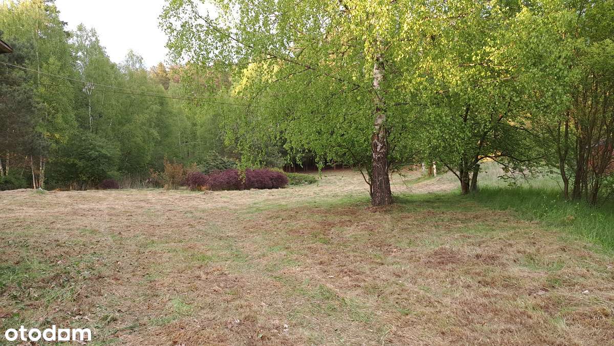 Zimna Woda, gmina Dźwierzuty, powiat szczycieński, warmińsko-mazurskie - Pełny obrazek: 4/20