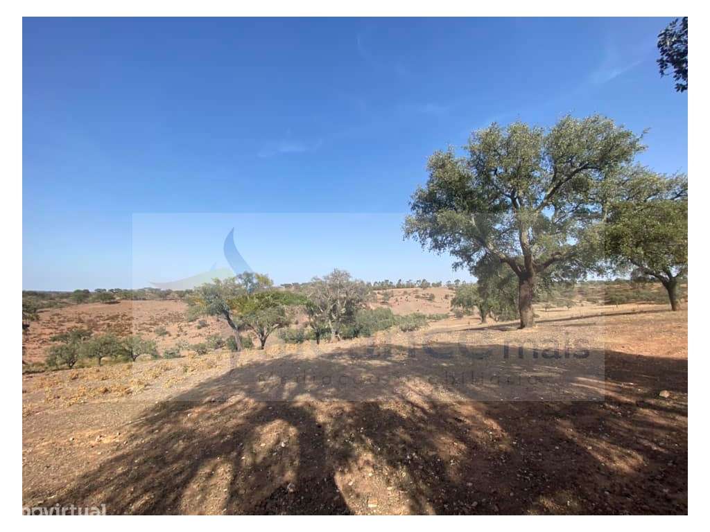 Propriedade de 35 ha - com Monte em Ruínas em Serpa-13