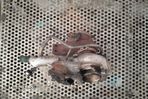 TURBOSUFLANTA 1.6 HDI EURO 5 TD02H207TVT21 MX1253 Peugeot 3008 - 3