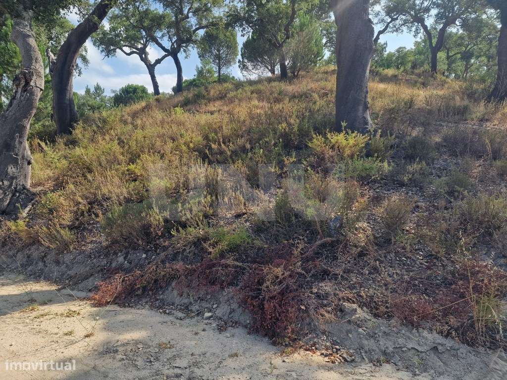 Terreno 14 HECTARES COM SOBREIROS E PINHEIROS-22