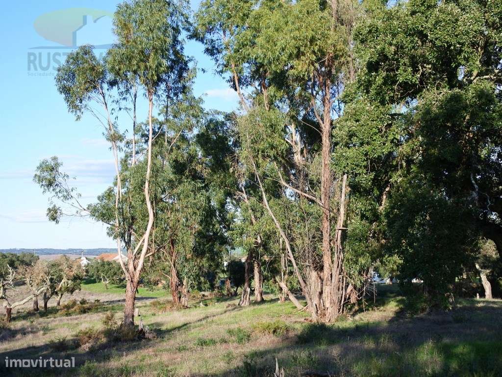 Terreno com 7,5 ha com montado de sobro, com viabilidade de constru... - Grande imagem: 5/14