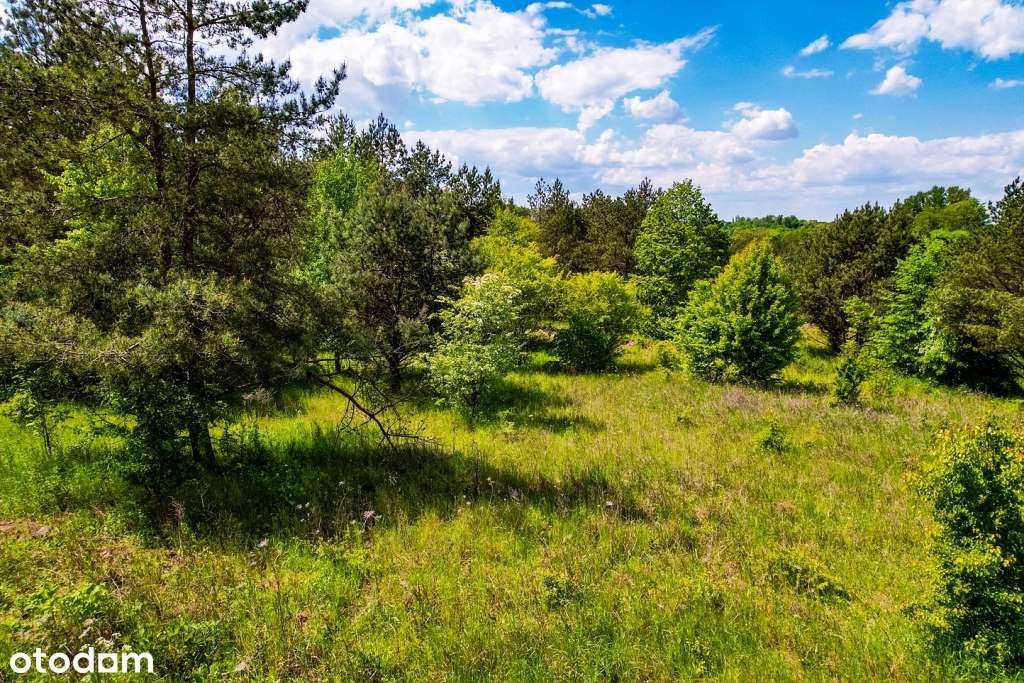Działki budowlane w otoczeniu drzew  z dostępem do jez. Buwełno-16