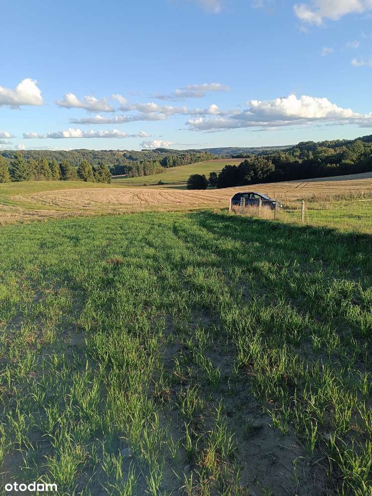 Działka 1305 m² w pięknej okolicy leśnej - Pełny obrazek: 5/5