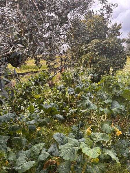 Casa para recuperar com furo - Grande imagem: 5/10