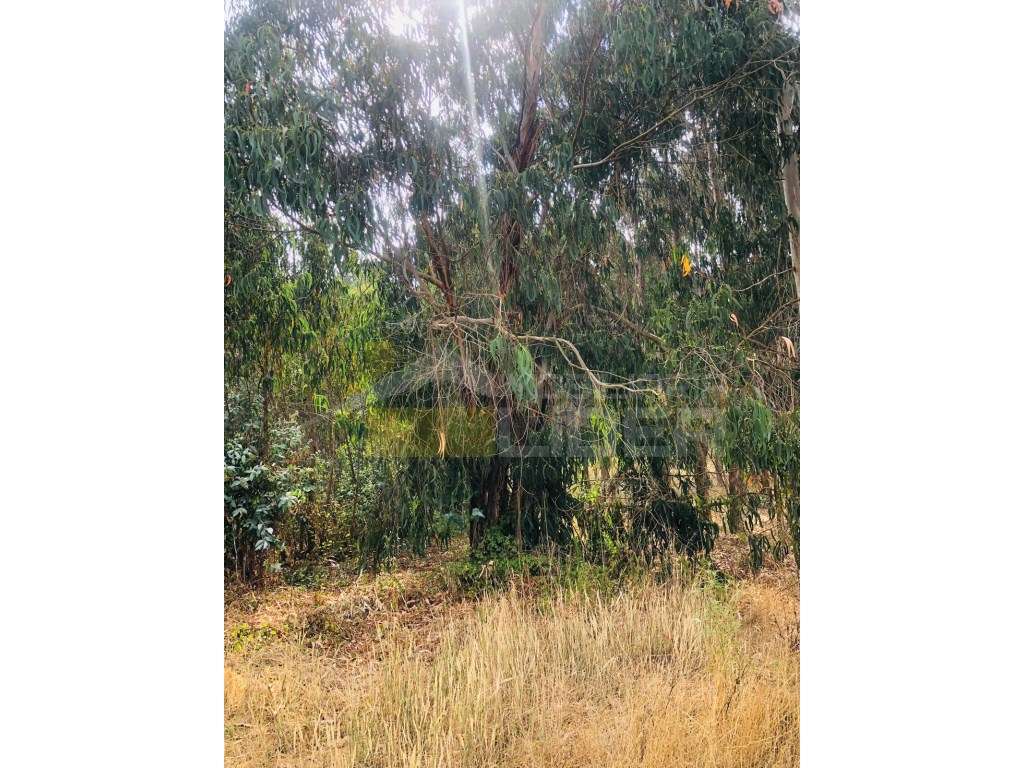 Terreno Rústico Venda Torres Vedras - Grande imagem: 4/5