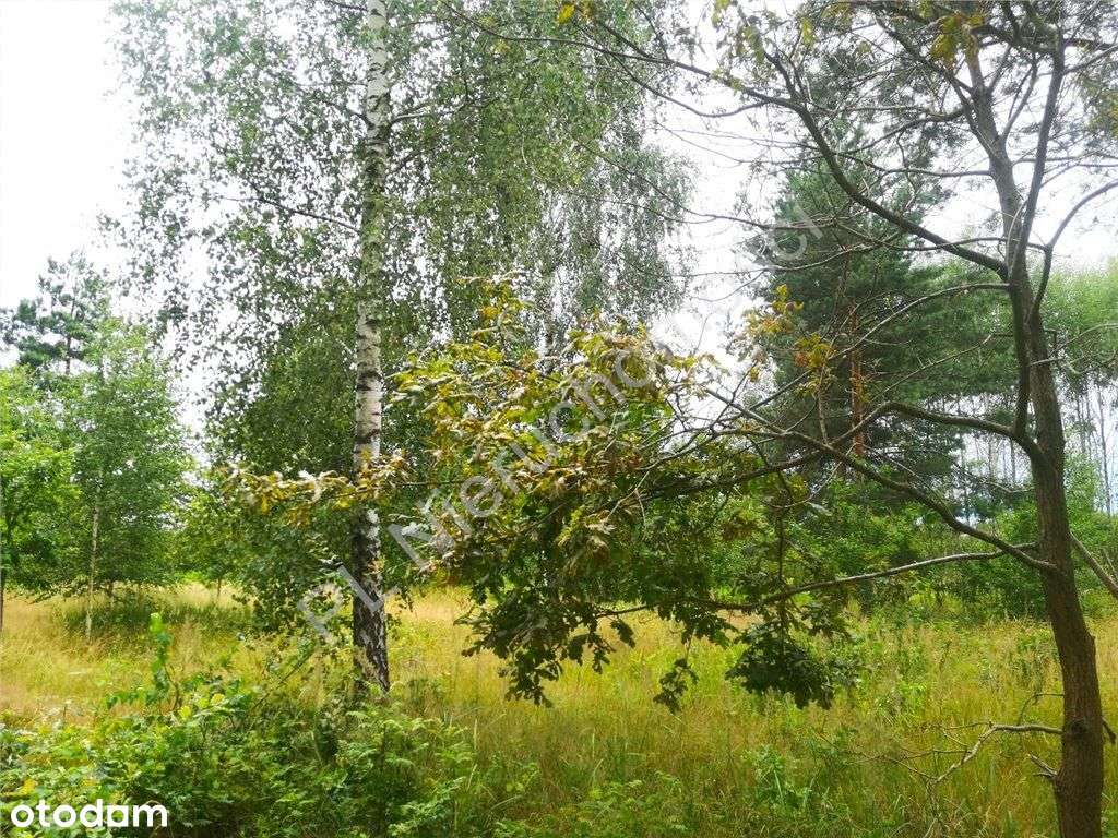 Działka, 1 841 m², Kolonia Janów - Pełny obrazek: 4/10