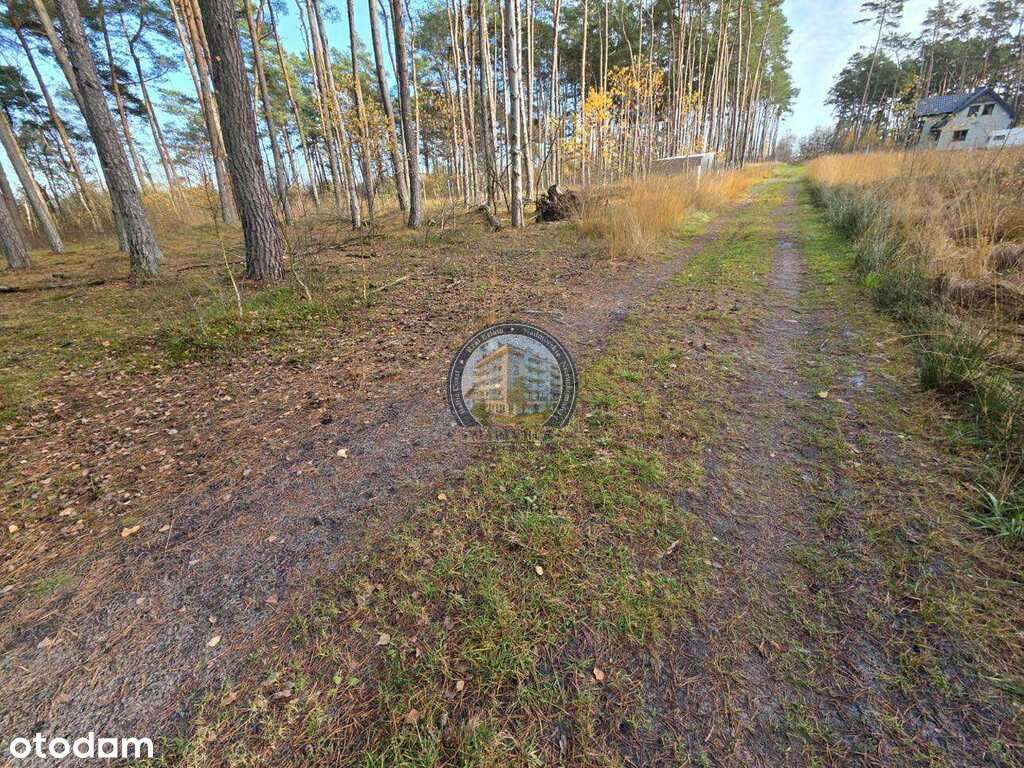 Działka w lesie, pod dom 900 m od plaży - Pełny obrazek: 5/13