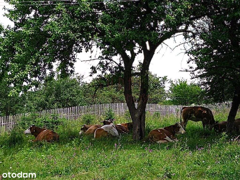Bieszczady/gmina Komańcza/działka widokowa - Pełny obrazek: 5/6