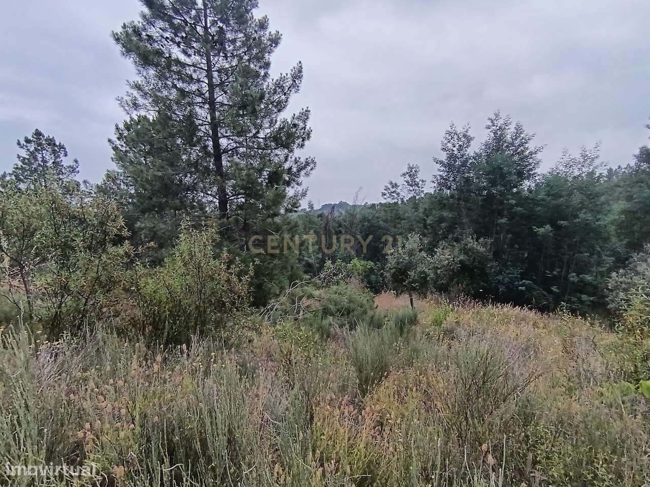 Terreno rustico com 9680 m2, em Palvarinho ( Barroca do Rato ) - Grande imagem: 2/8