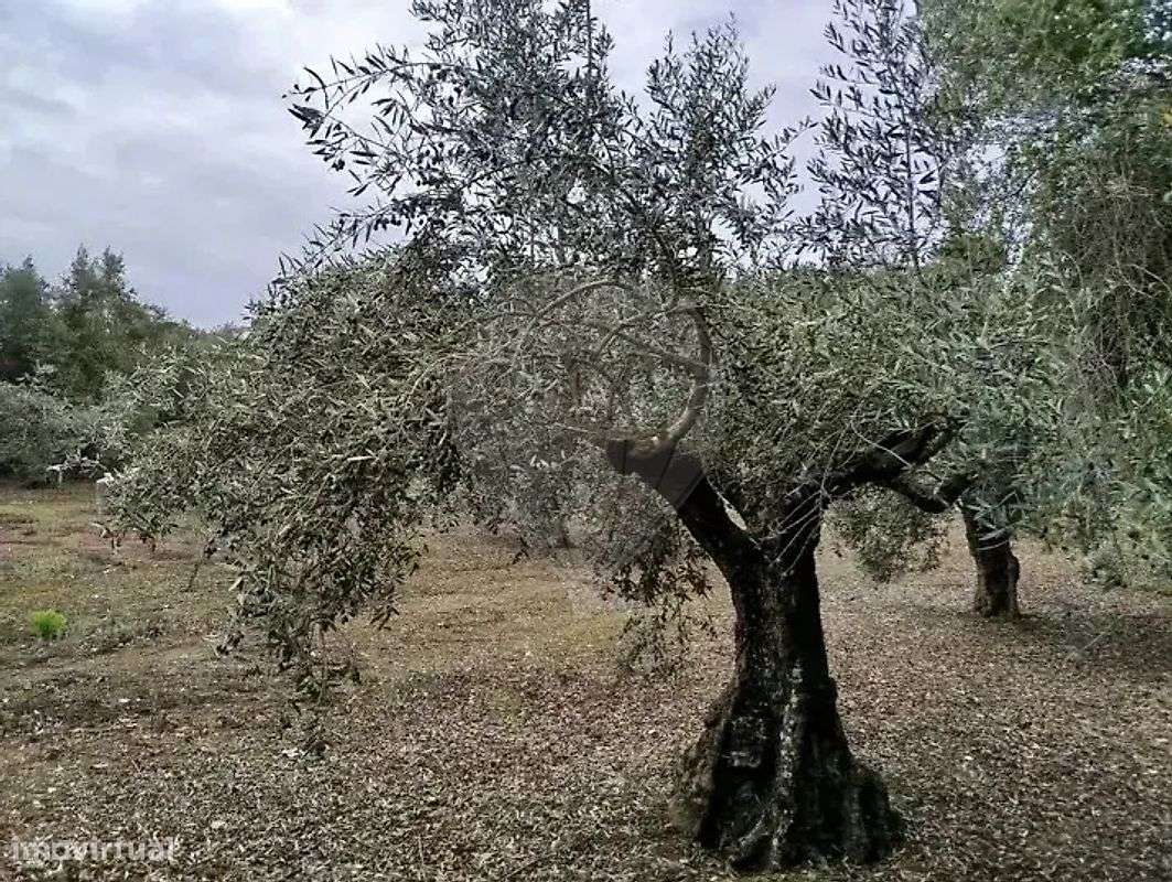 Terreno  para arrendamento - Grande imagem: 2/10