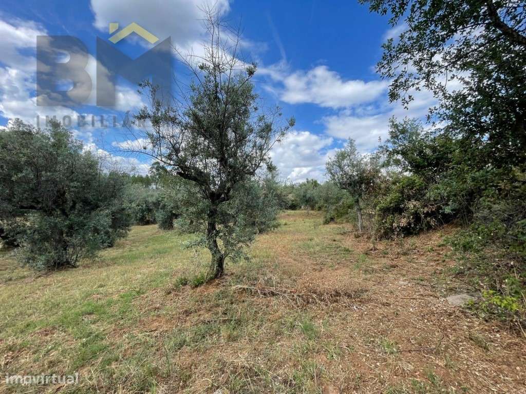 Quinta em Juncal do Campo - 4920m² de pura tranquilidade - Grande imagem: 4/21