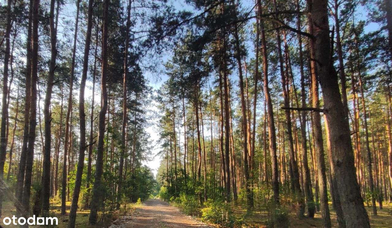 Dom w sąsiedztwie lasu. Cisza i spokój-11