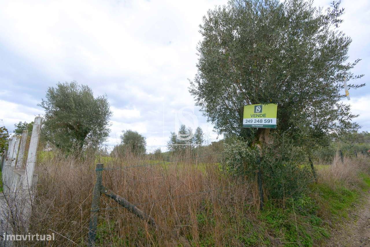 Terreno Urbano Linhaceira Tomar-6
