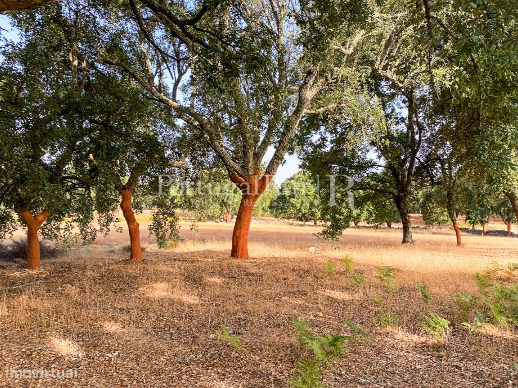 Quinta de 10 ha com projeto aprovado para 2 moradias em Marvão-56
