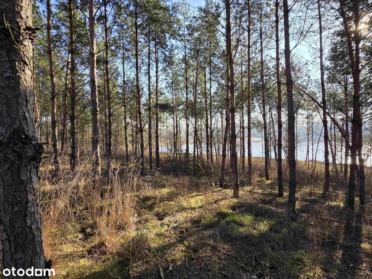 Działka z linią brzegową nad jeziorem | MPZP | Prąd na działce | VAT23 - Pełny obrazek: 5/16