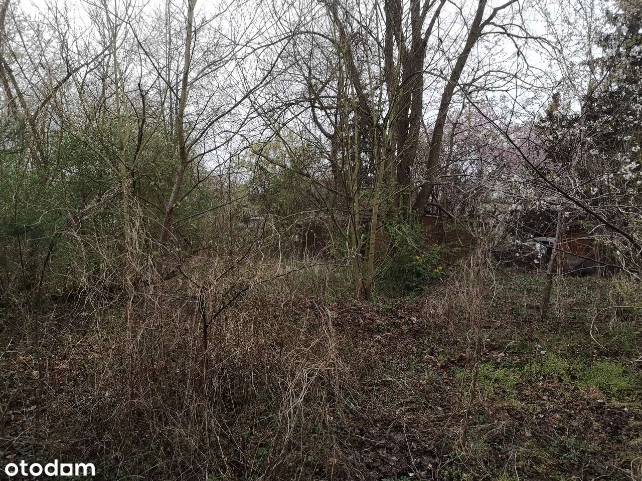 Puszczykowo, przy Warcie-9