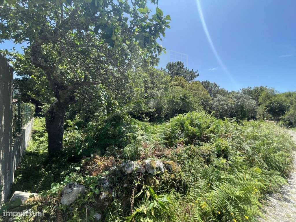 Terreno de construção em Afife. - Grande imagem: 4/21