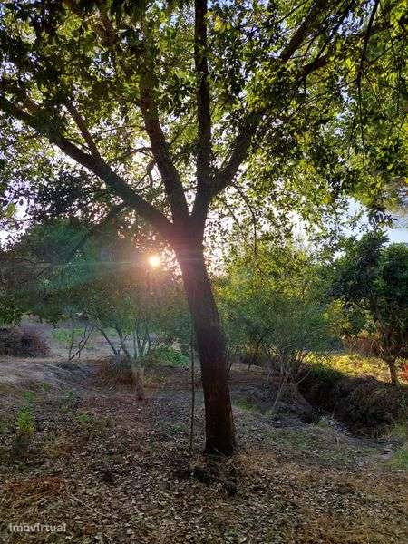 Monte em Feixe - Coruche, 5 ha-3