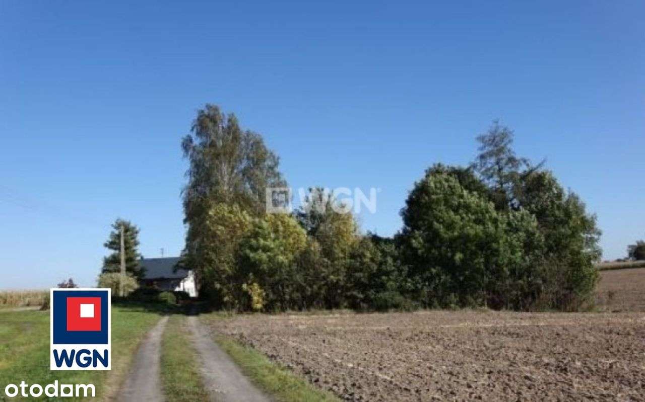 Działka, 6 000 m², Drużyny - Pełny obrazek: 4/5