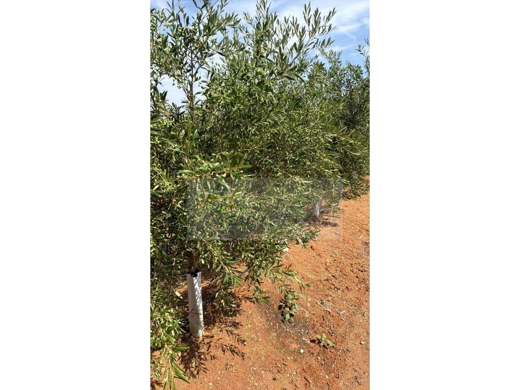 Venda de Sociedade Agrícola com Olival Superintensivo de Elevada Re...-4