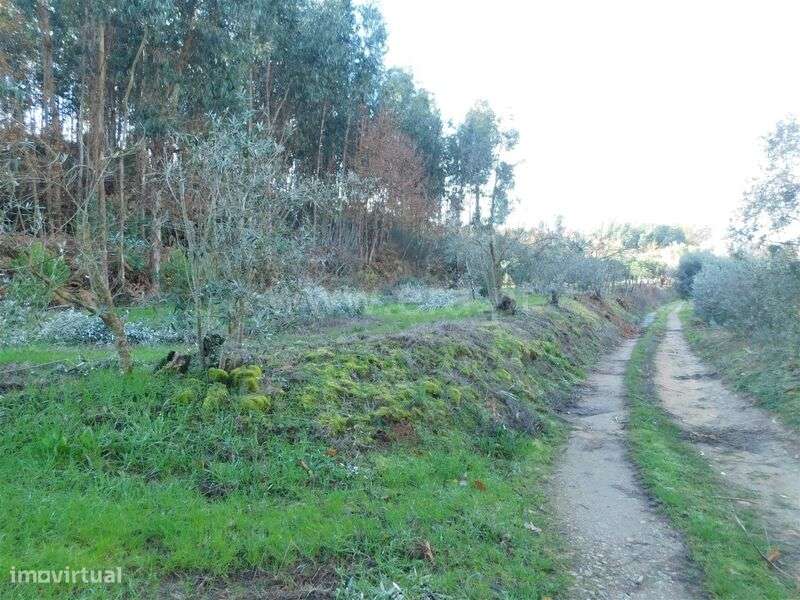 Terreno / Seia, Sameice e Santa Eulália - Grande imagem: 4/17