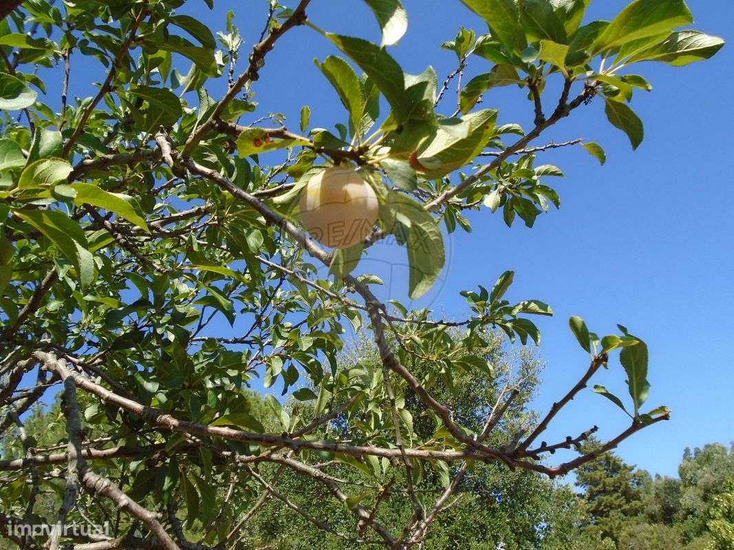 Quinta T5 para venda-13