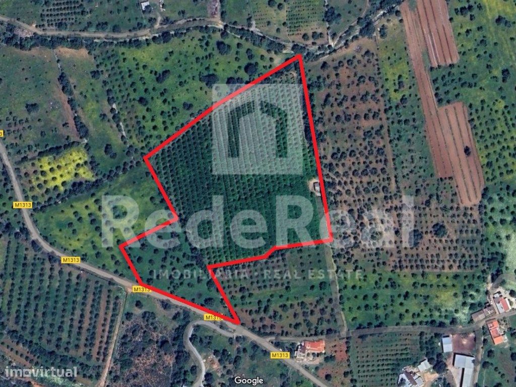 Pomar de Citrinos com Armazem Agricola e Furo - Grande imagem: 1/9