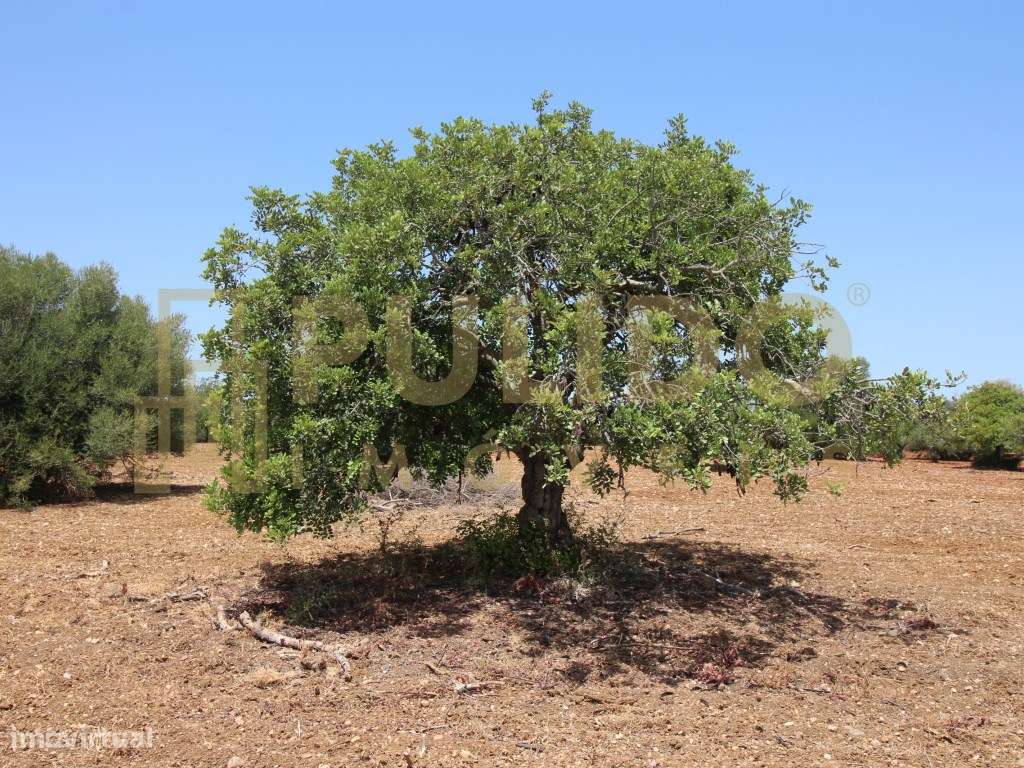 Quinta em Castro Marim a 5km da praia-25