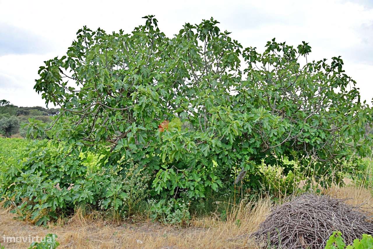 Vinha Centenária com fantástica produção - Grande imagem: 4/34