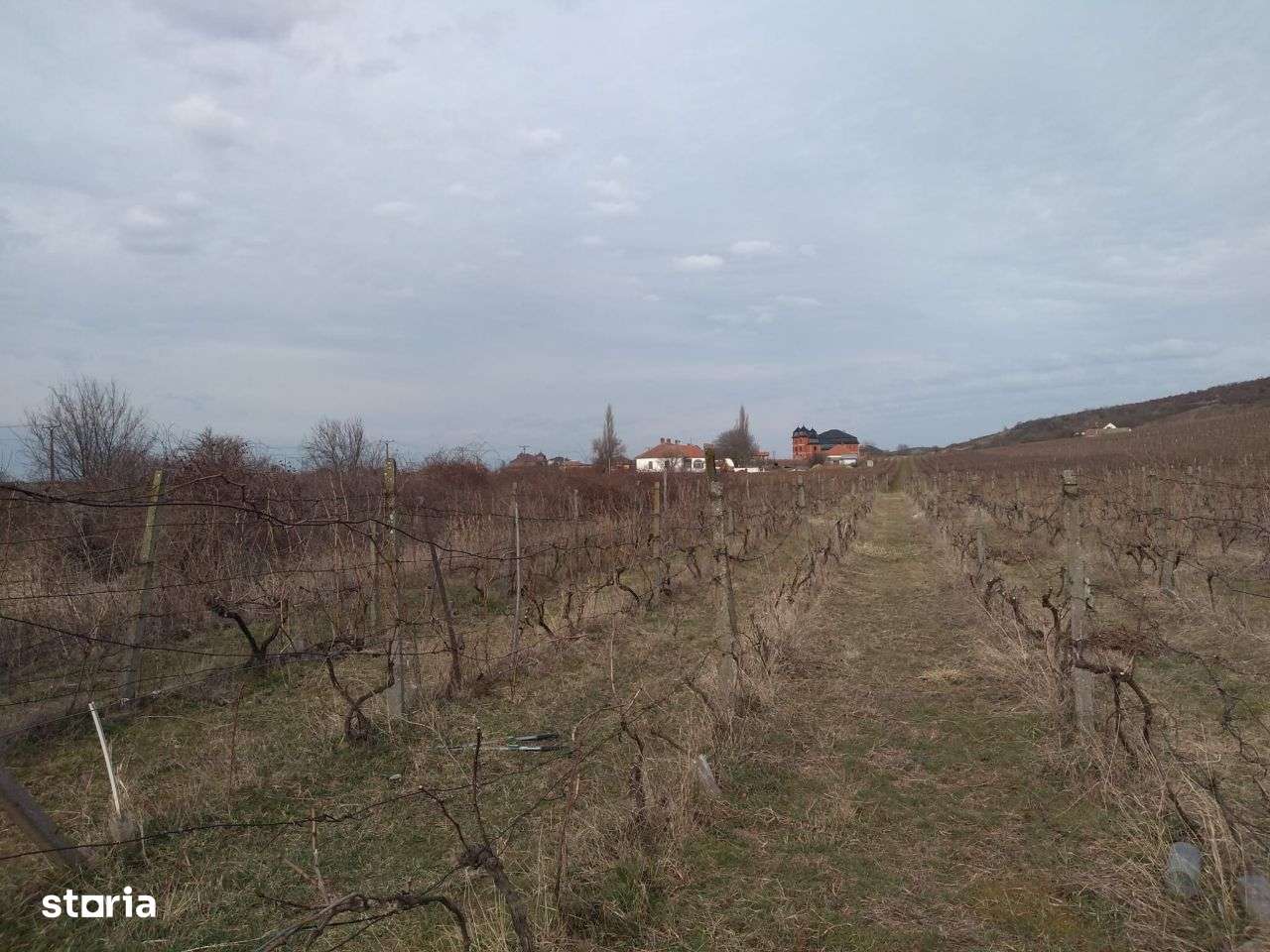 Teren agricol cu vita de vie-Ghioroc - Imagine principală: 4/8