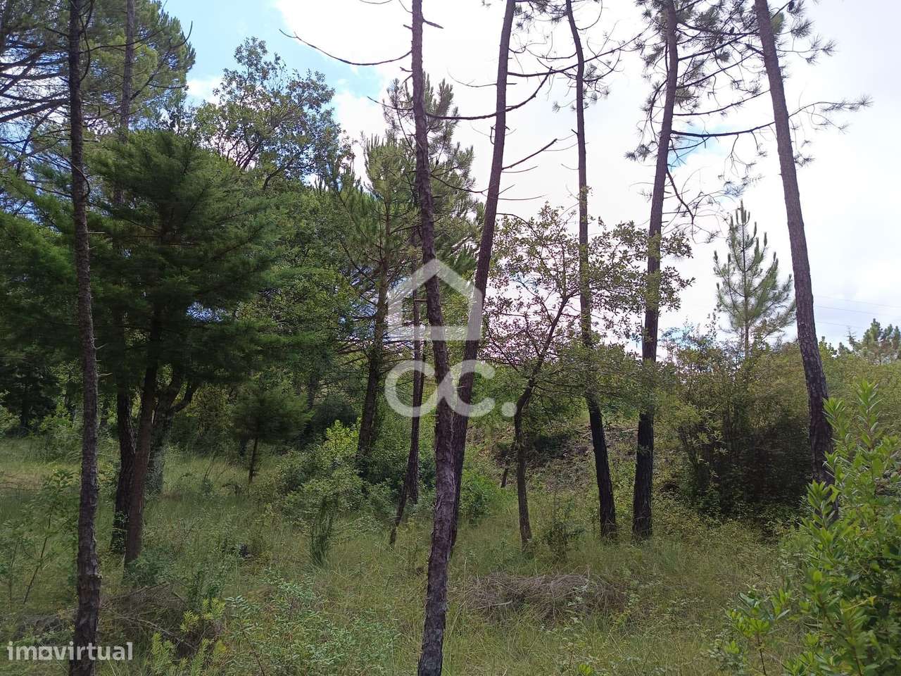 Terreno em Cernache com 7.609m2 - Grande imagem: 3/9