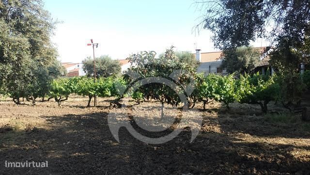 Moradia com grande quintal  - Lote 1960 m2-23