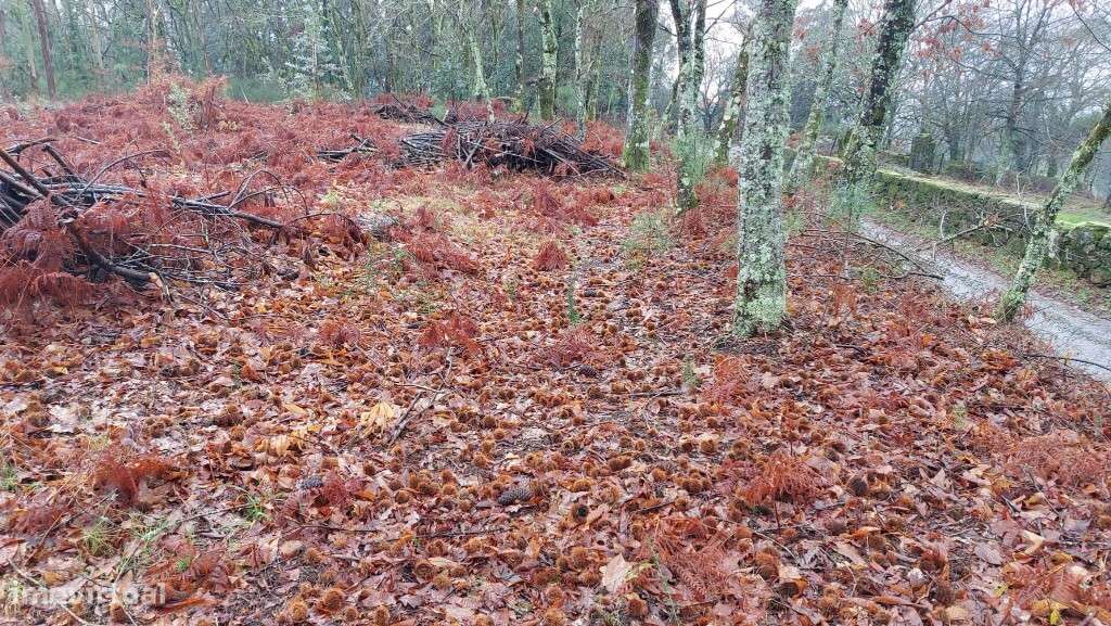 Terreno rústico - Agra, Rossas-5